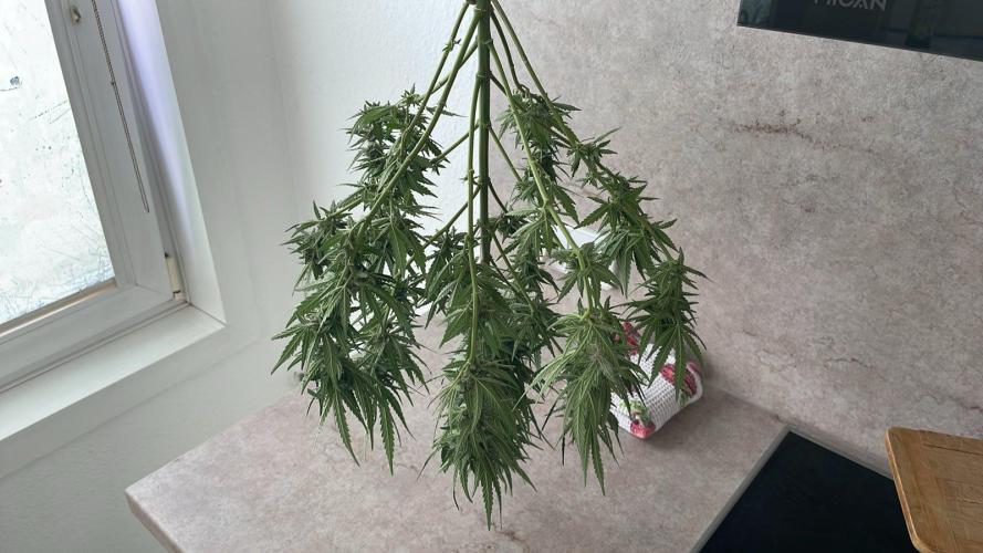Super Boof XL Auto - Outdoor 26. Week 11