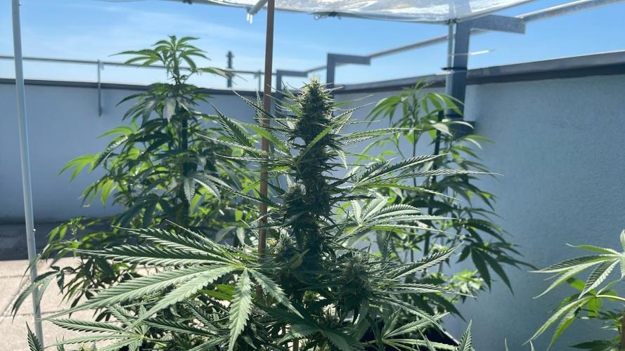 Permanent Marker XL Auto #2 - Outdoor 26. Week 10