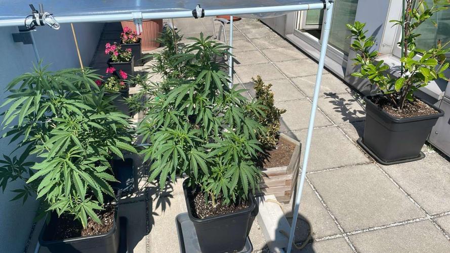 Cereal Milk - Outdoor 26. Week 9