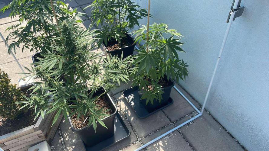 Blue Zushi - Outdoor 26. Week 7