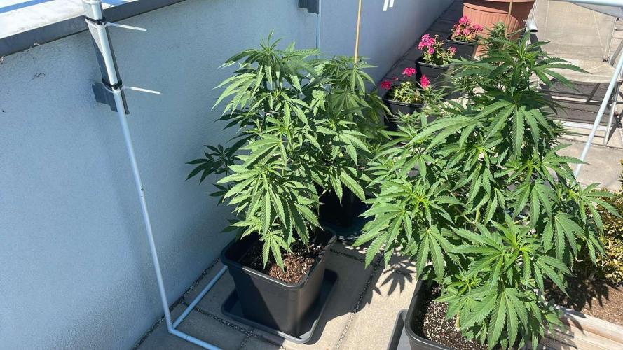 Zoap - Outdoor 26. Week 8