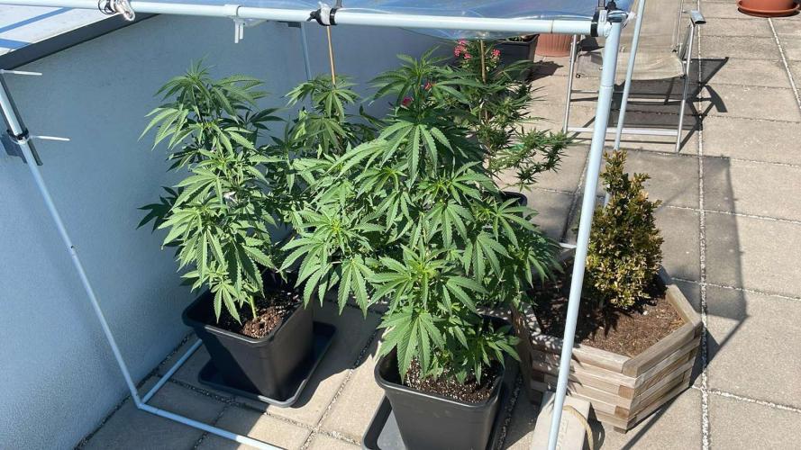 Zoap - Outdoor 26. Week 8