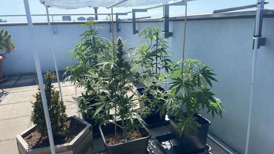 Zoap - Outdoor 26. Week 8