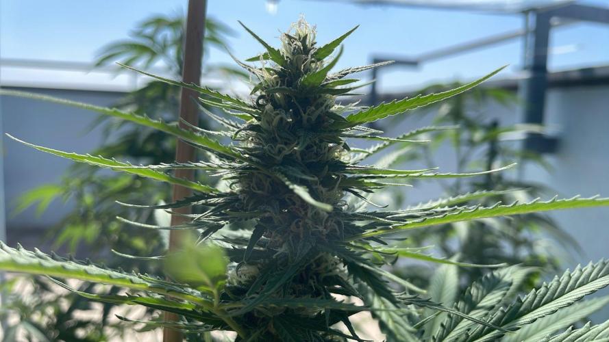 Permanent Marker XL Auto #2 - Outdoor 26. Week 11