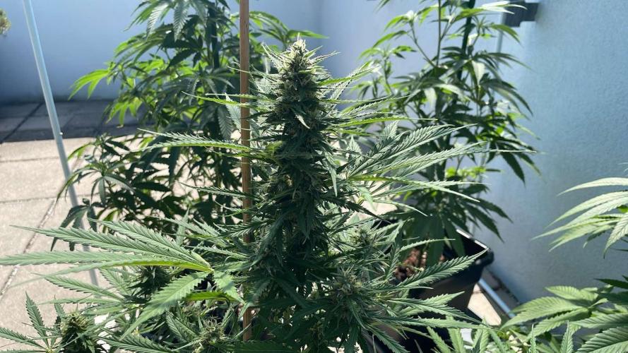 Permanent Marker XL Auto #2 - Outdoor 26. Week 11