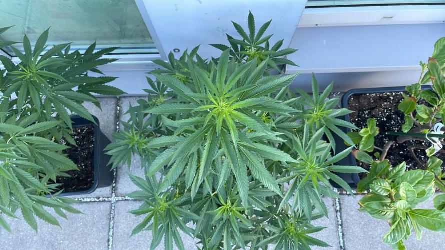 Growmix. Week 10