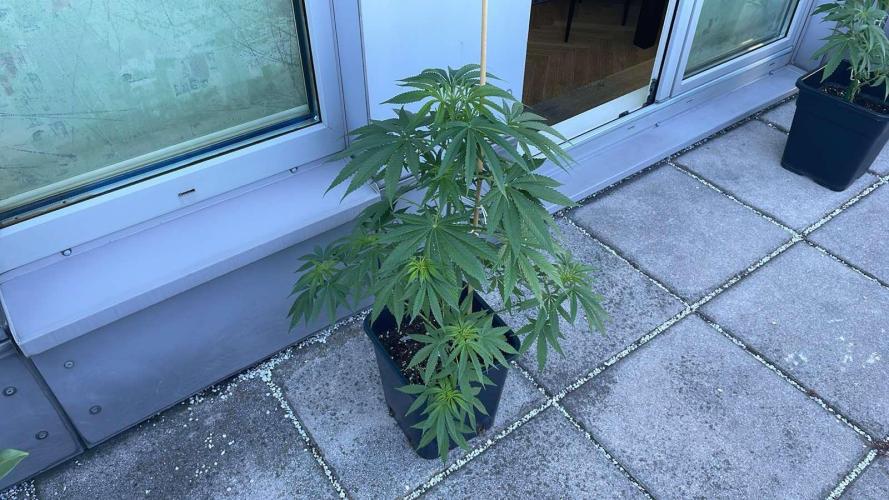 Blue Zushi - Outdoor 26. Week 8