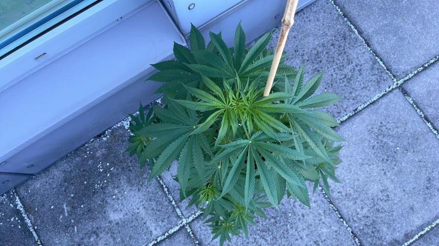 Blue Zushi - Outdoor 26. Week 8