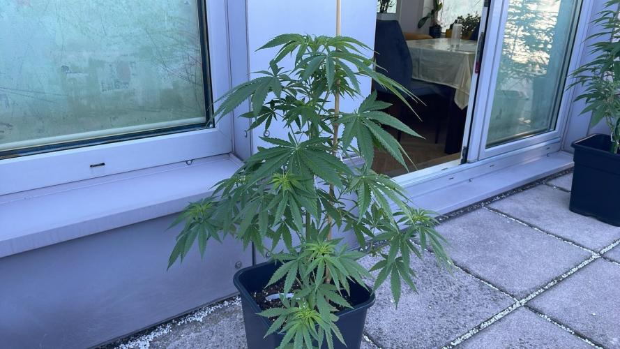 Blue Zushi - Outdoor 26. Week 8