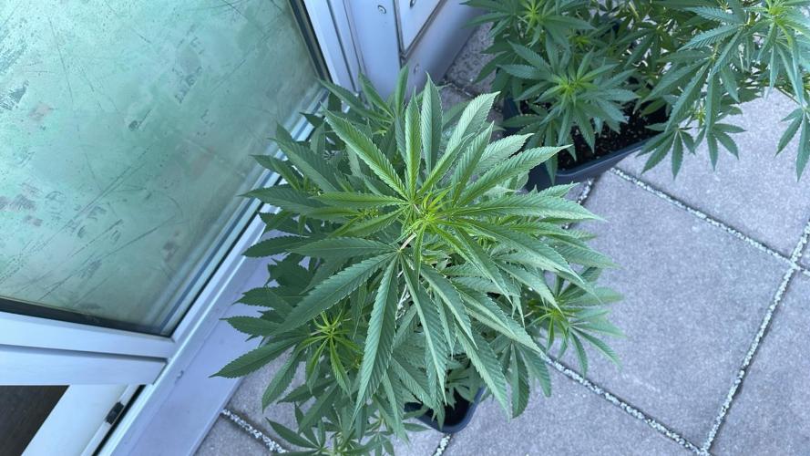 Zoap. Week 9