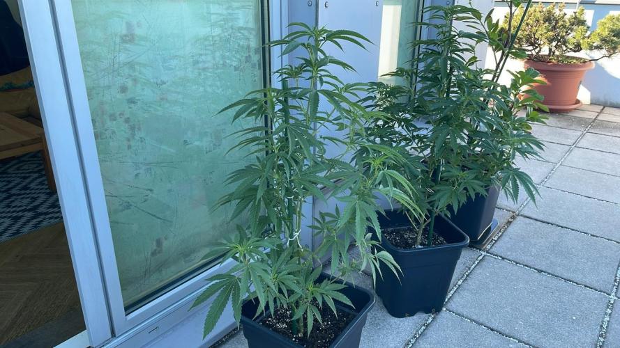 Zoap - Outdoor 26. Week 9