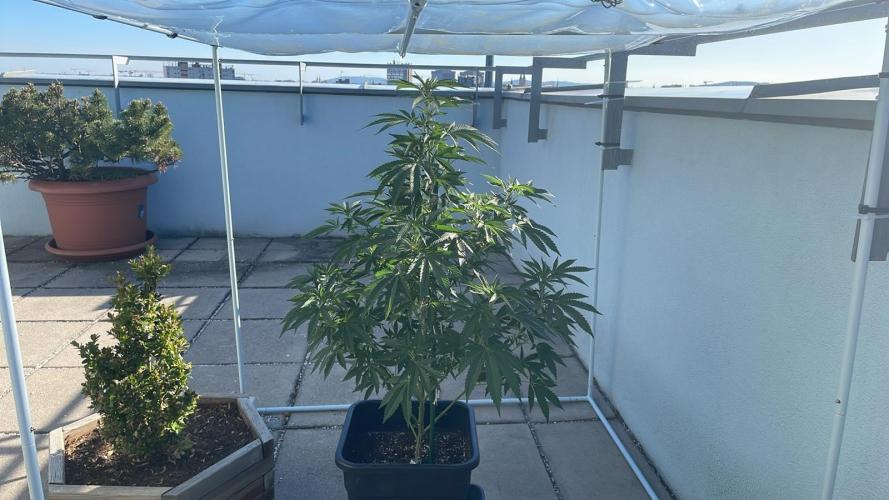 Growmix. Week 10