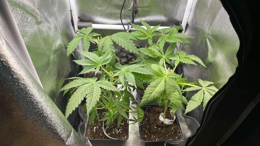 Blue Zushi - MicroGrow 26. Week 4