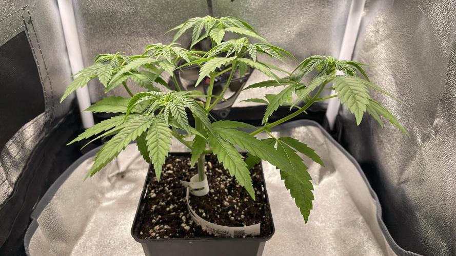 Blue Zushi - MicroGrow 26. Week 5