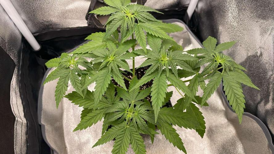 Blue Zushi - MicroGrow 26. Week 5