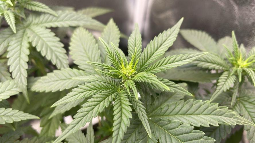 Blue Zushi - MicroGrow 26. Week 6