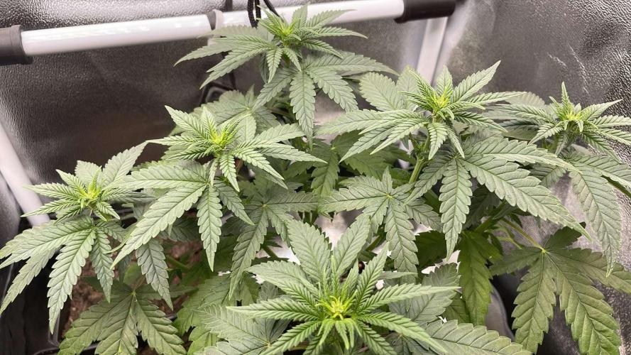 Blue Zushi - MicroGrow 26. Week 6