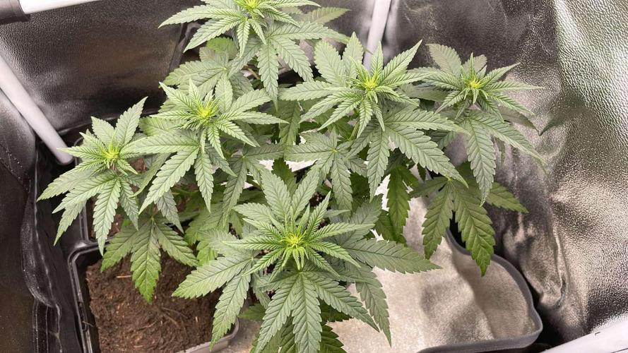Blue Zushi - MicroGrow 26. Week 6