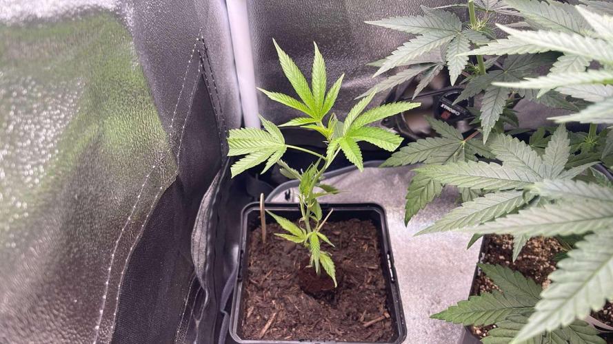 Permanent Marker - MicroGrow 26. Week 2