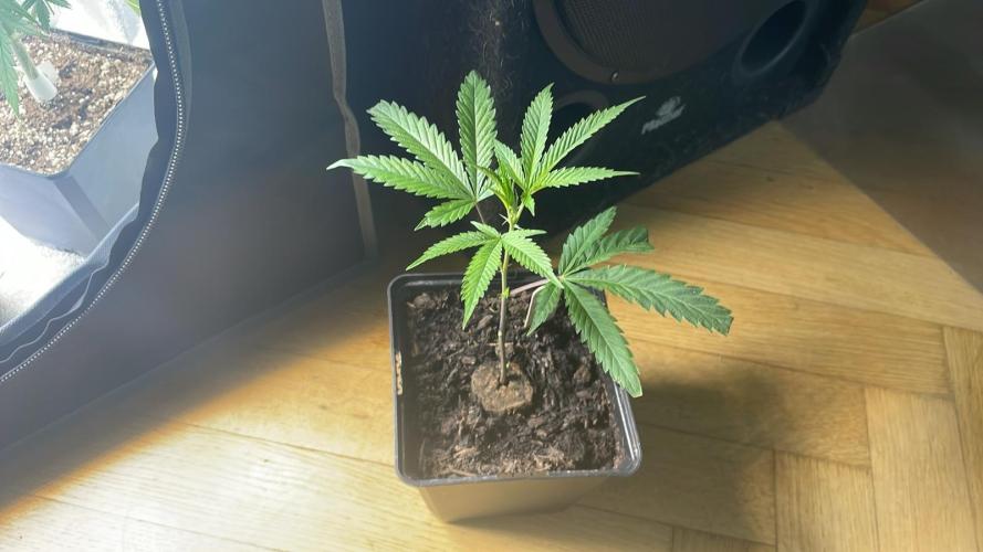 Runtz - MicroGrow. Week 3