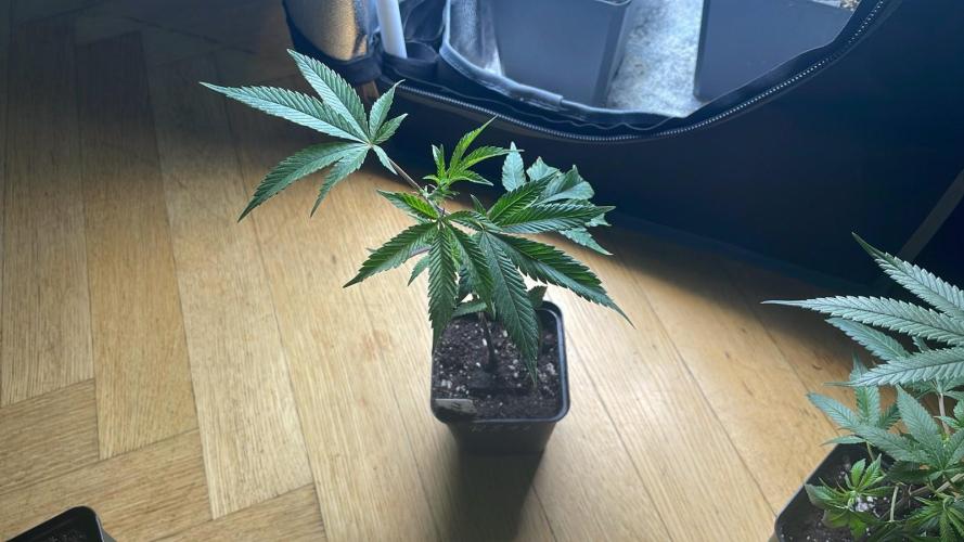 RS#11 - MicroGrow. Week 2