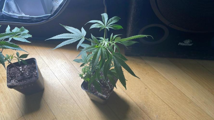 Zoap - MicroGrow. Week 2