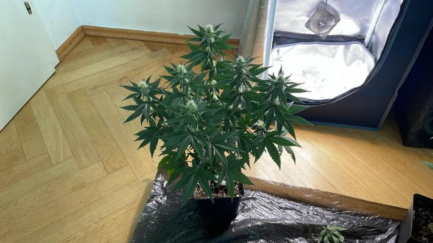 Blue Zushi - MicroGrow 26. Week 8
