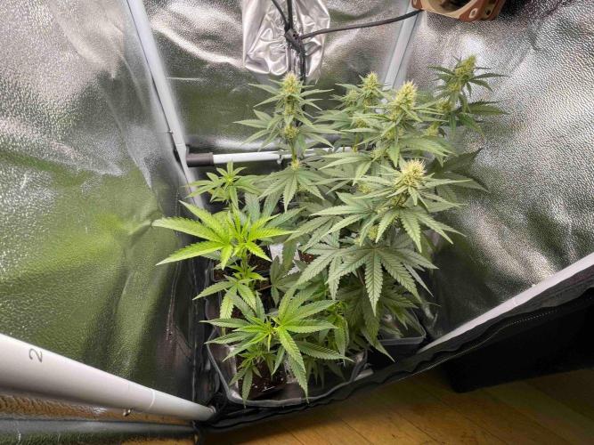 Blue Zushi - MicroGrow 26. Week 8