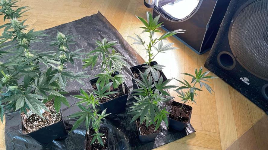 Runtz - MicroGrow. Week 4