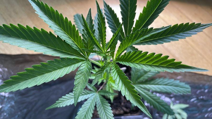 Runtz - MicroGrow. Week 4