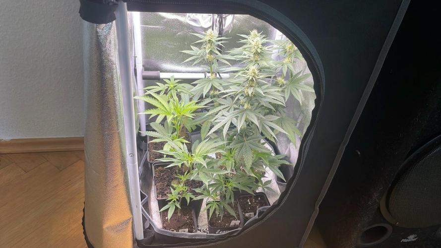 Permanent Marker - MicroGrow 26. Week 4