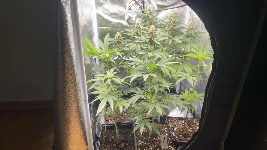 RS11. Week 3