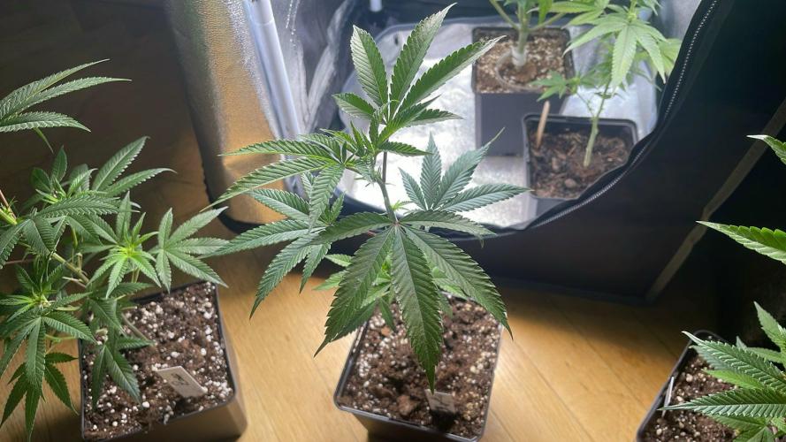 RS#11 - MicroGrow. Week 3
