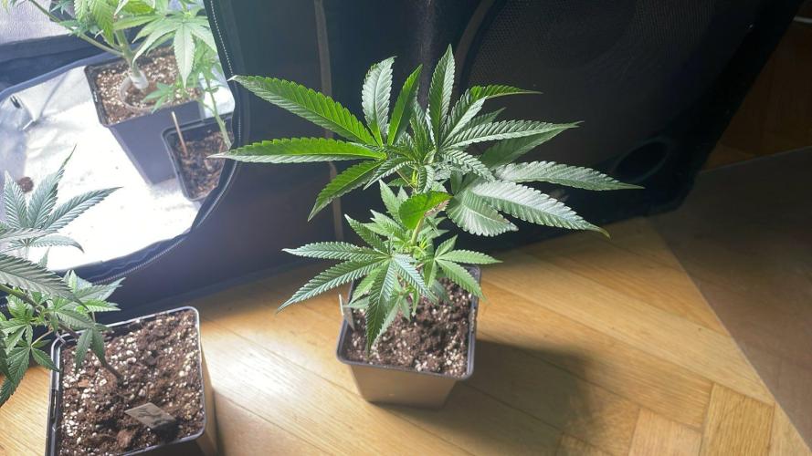 Studio 54 (RS#54) - MicroGrow. Week 3