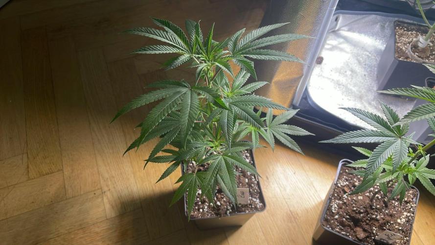 Zoap - MicroGrow. Week 3