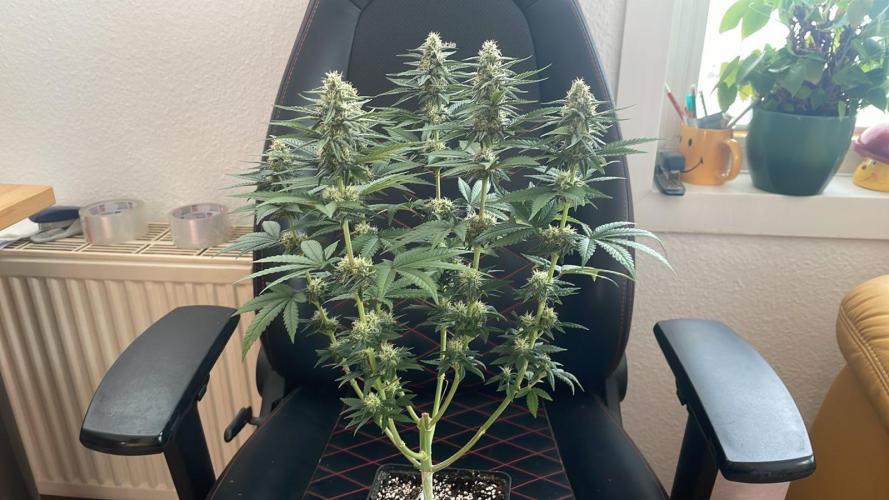 Blue Zushi - MicroGrow 26. Week 8