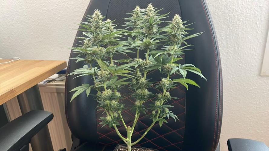 Blue Zushi - MicroGrow 26. Week 9