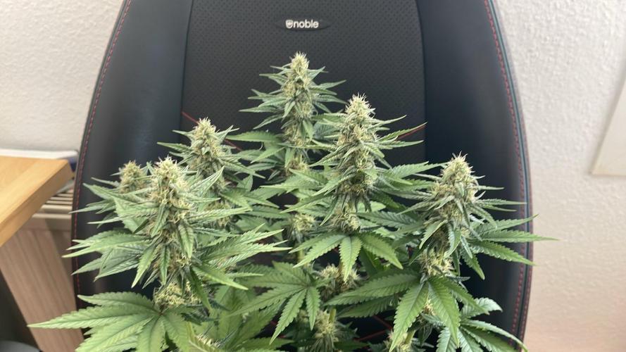 Blue Zushi - MicroGrow 26. Week 9