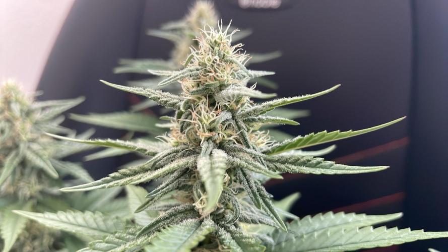Blue Zushi - MicroGrow 26. Week 9