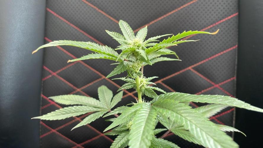 Permanent Marker - MicroGrow 26. Week 5