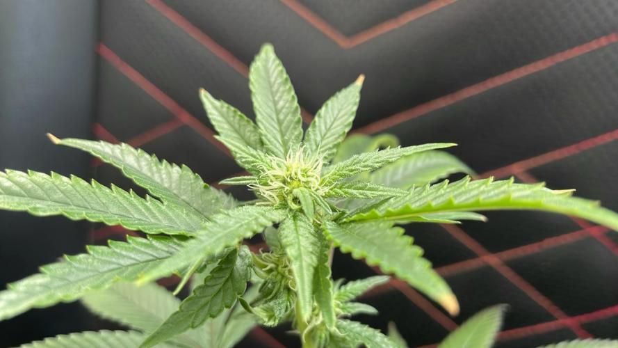 Permanent Marker - MicroGrow 26. Week 5