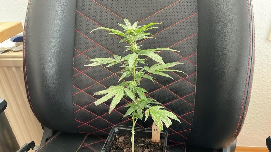 Permanent Marker - MicroGrow 26. Week 5