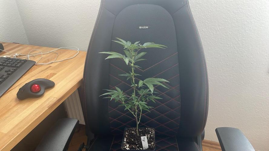 RS#11 - MicroGrow. Week 4