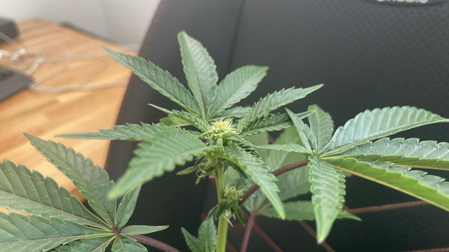 RS#11 - MicroGrow. Week 4