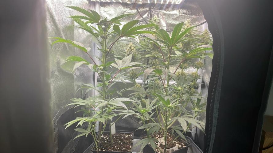 Zoap - MicroGrow. Week 4