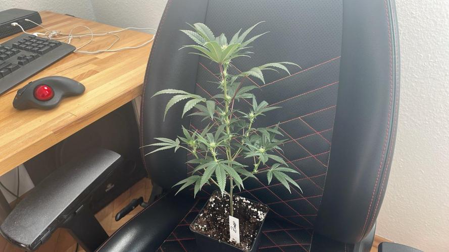 Zoap - MicroGrow. Week 4