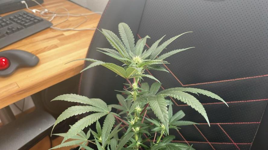 Zoap - MicroGrow. Week 4