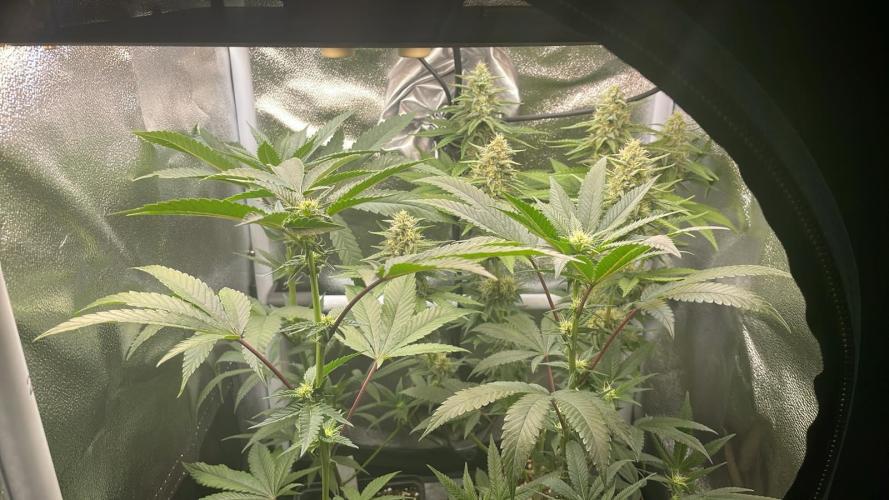 Zoap - MicroGrow. Week 4