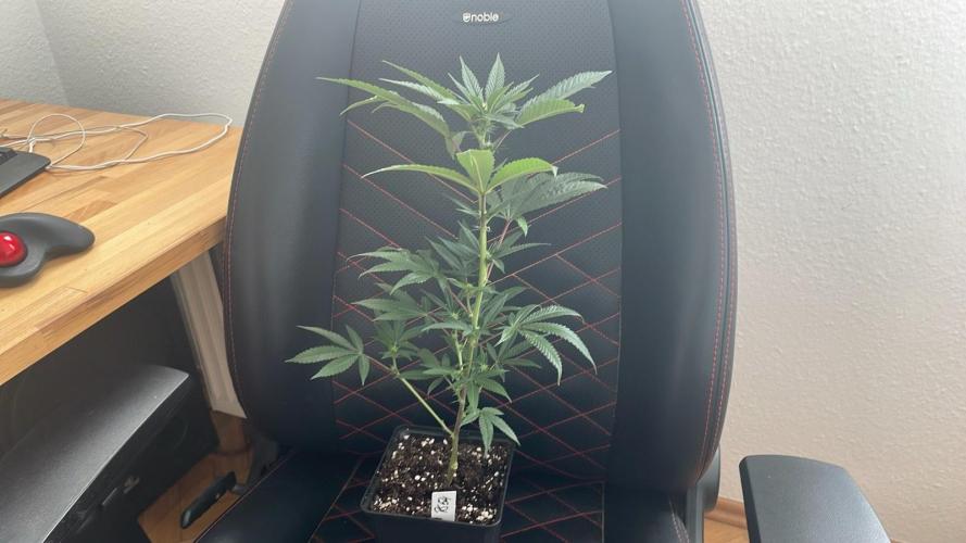 Studio 54 (RS#54) - MicroGrow. Week 4