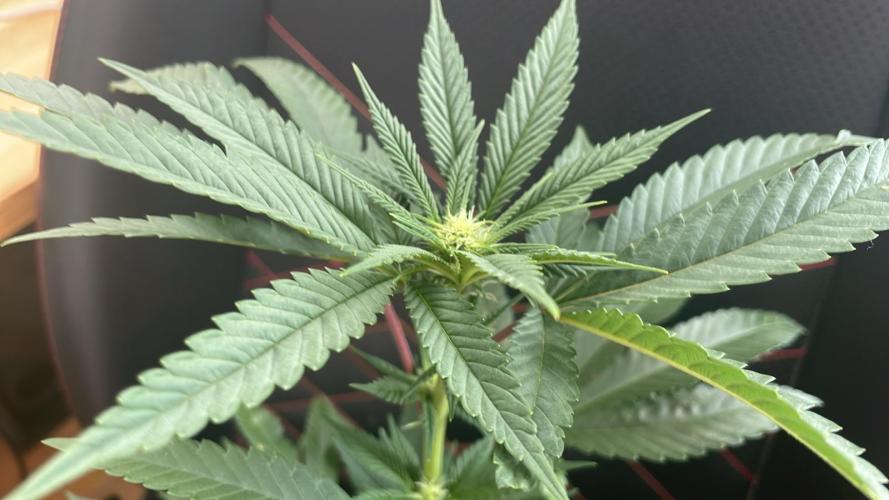 Studio 54 (RS#54) - MicroGrow. Week 4
